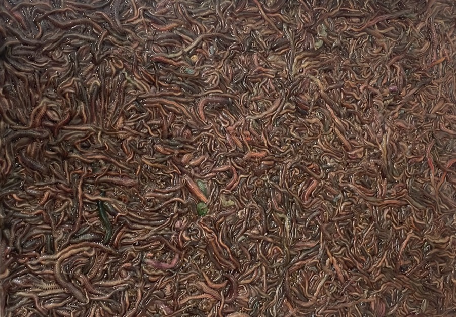 Cultivo Poliquetos